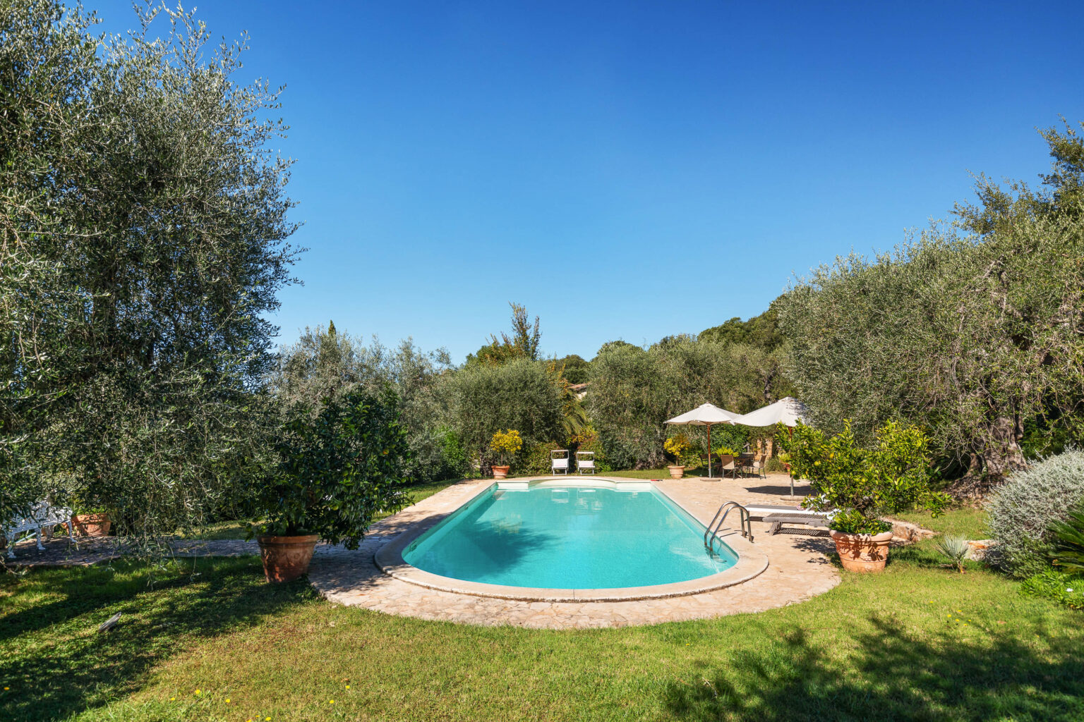 Serene outdoor swimming pool surrounded by lush olive trees and greenery, with sun loungers and umbrellas under a clear blue sky. Ideal for relaxation and enjoying nature. | Only on SopranoVillas