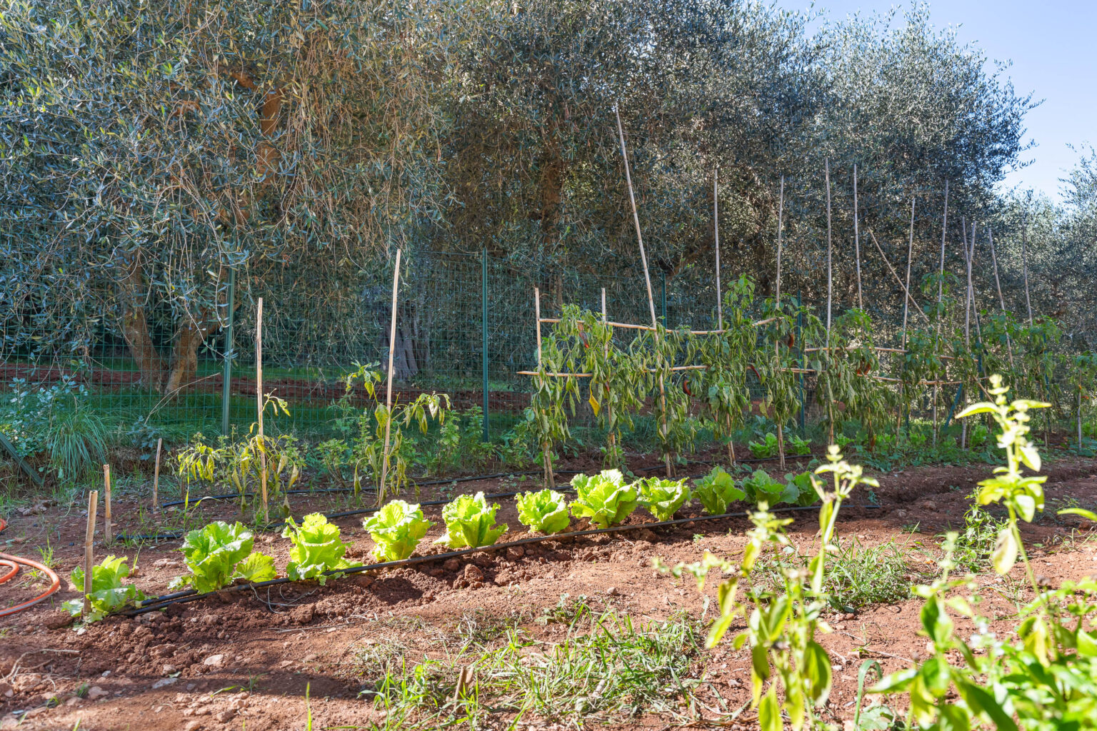 Lush vegetable garden featuring rows of vibrant lettuce and pepper plants, with olive trees in the background. The garden is equipped with a drip irrigation system, showcasing a sustainable approach to gardening. | Only on SopranoVillas