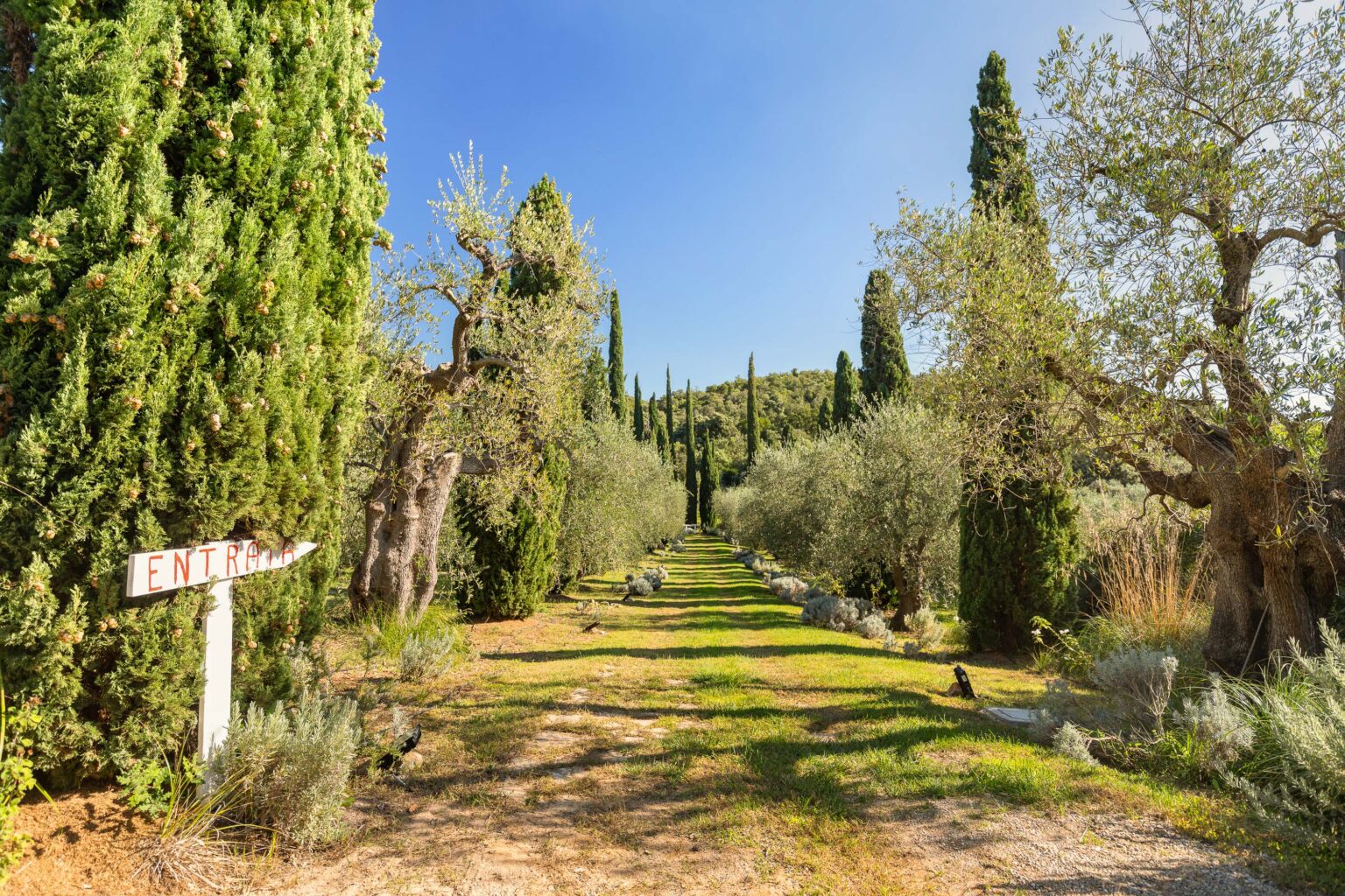 Scenic pathway lined with olive trees and cypress, leading to a sign marked "Entrata," under a clear blue sky, showcasing a tranquil Mediterranean landscape. | Only on SopranoVillas