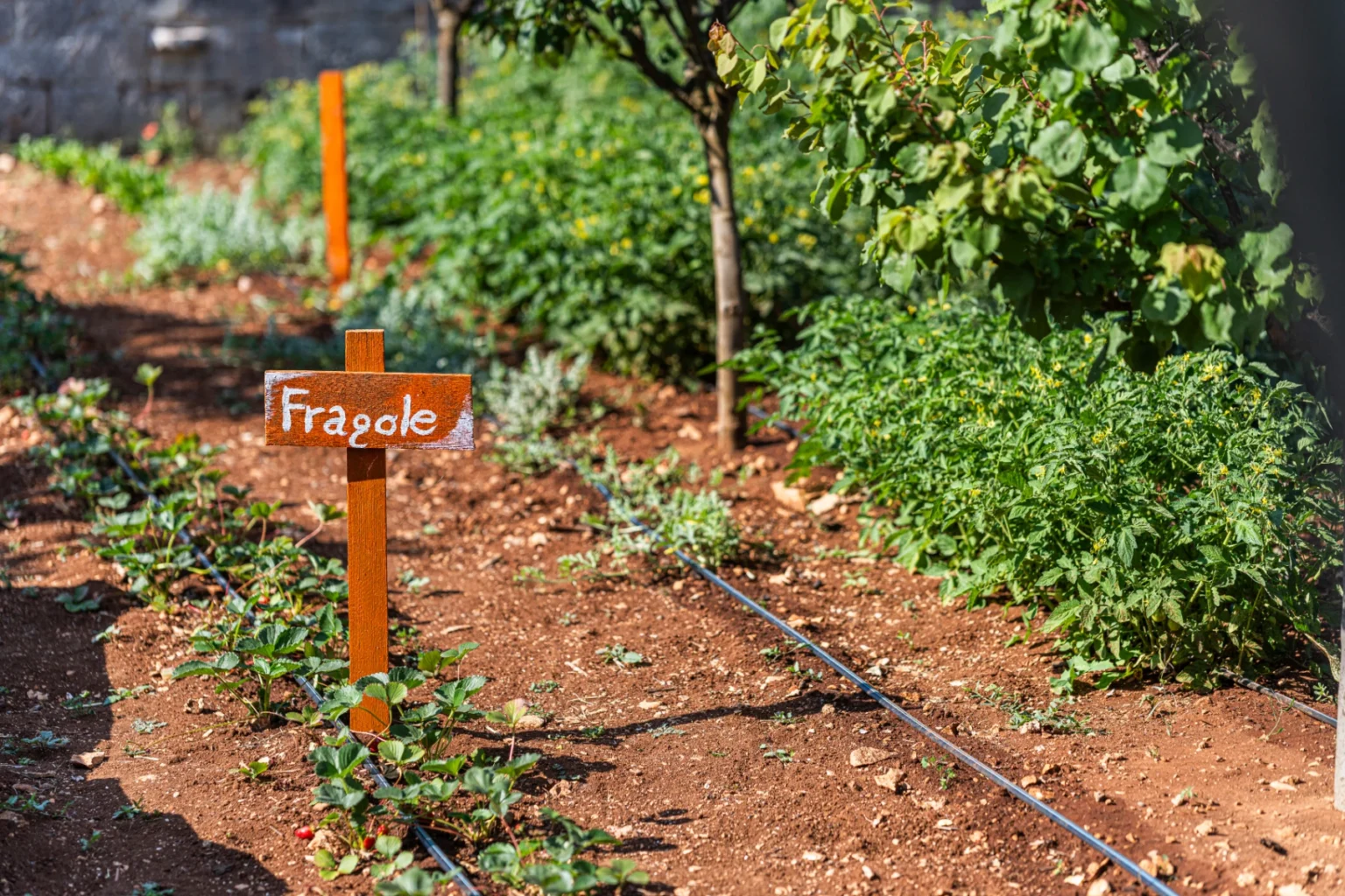 A well-maintained garden bed with a wooden sign labeled "Fragole," indicating a strawberry patch, surrounded by lush green plants and soil. Drip irrigation lines are visible, showcasing sustainable gardening practices. | Only on SopranoVillas