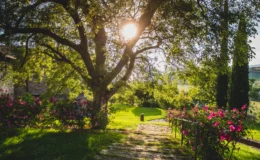 Lush garden pathway lined with vibrant flowers and a large tree, illuminated by sunlight filtering through the leaves, creating a serene outdoor atmosphere.